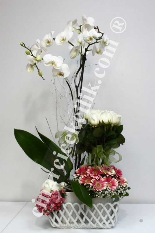 İki Kök Beyaz Orkide Çiçeği Beyaz Gül C-OR138