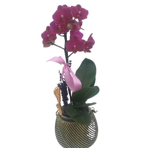 Mini Pembe Orkide